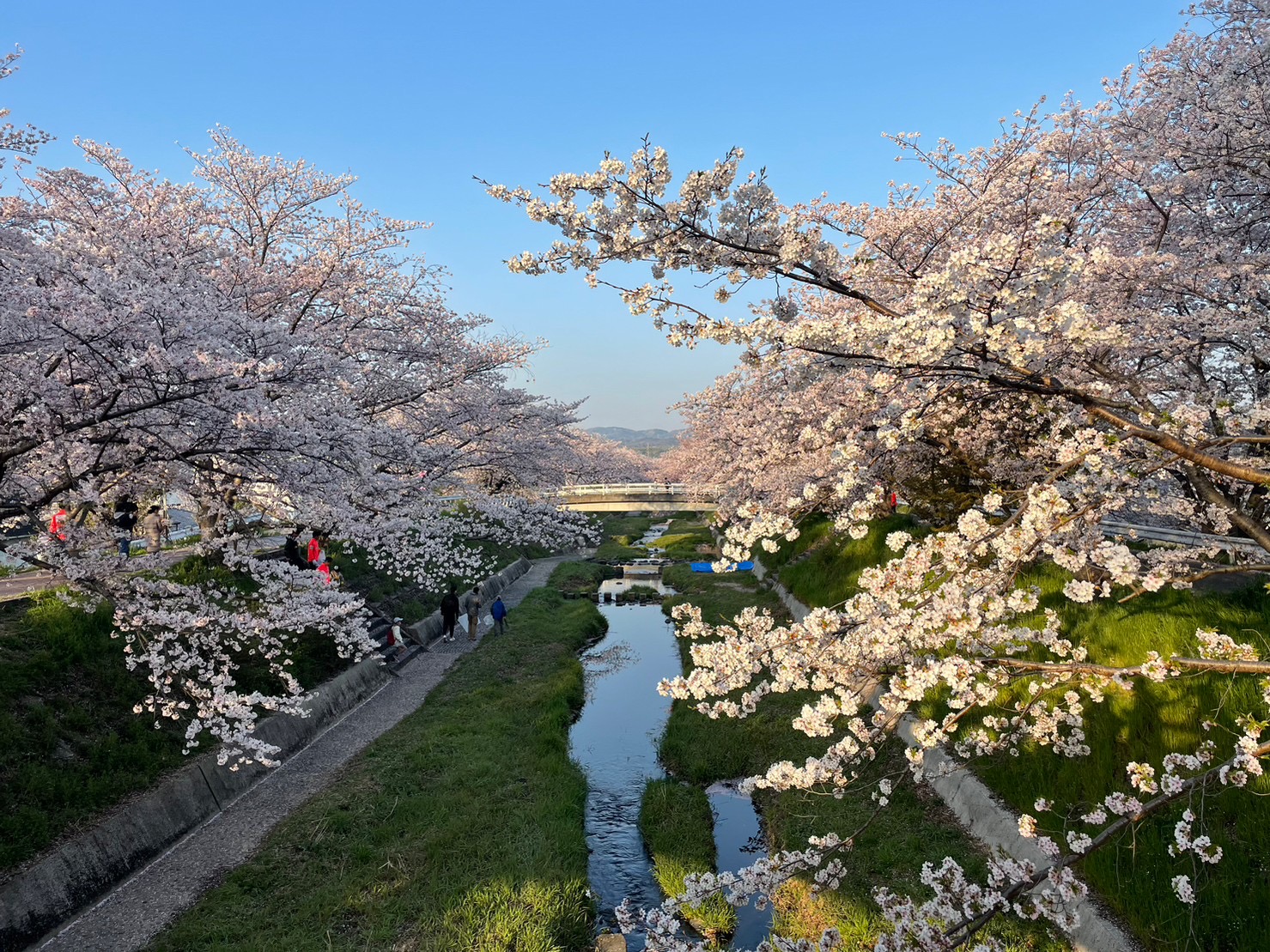 井手町 玉川沿いの桜