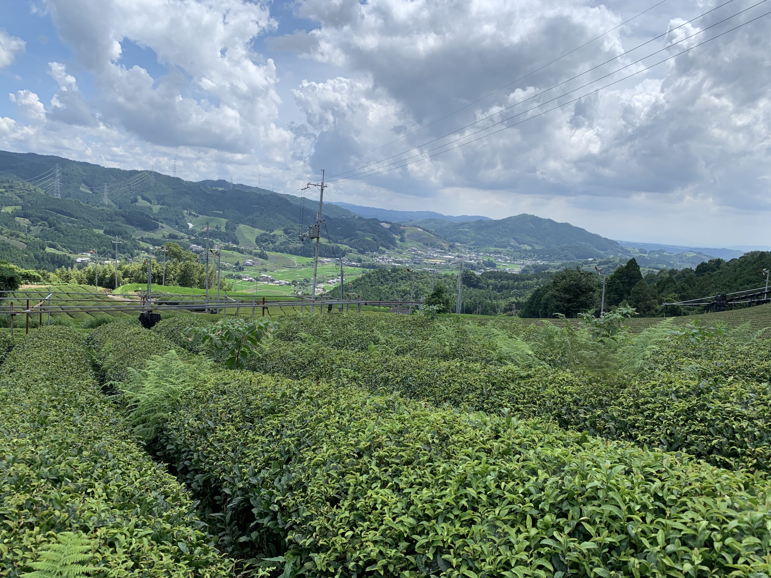 和束町に広がる茶畑